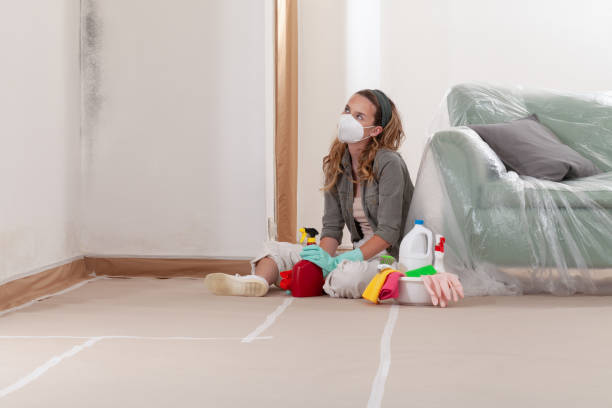 Reliable Basement Mold Removal contractor in Sharon, MA by Cheap Mold Removal