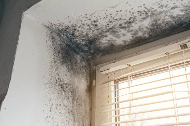 Affordable Basement Mold Removal solutions in Sharon, MA